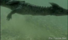 世界上有龙吗真实视频,探寻世界龙的存在之谜